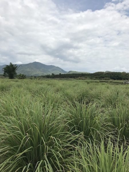 タイのレモングラス畑